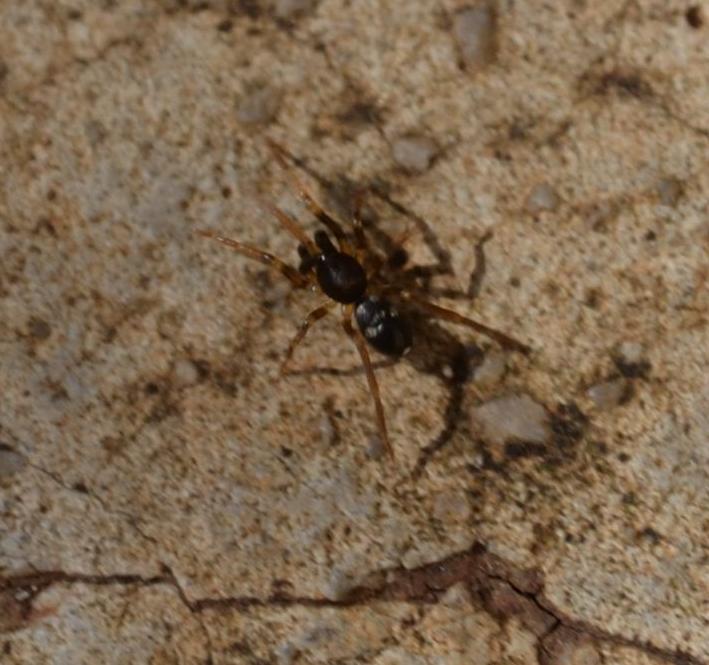 Phrurolithus sp.